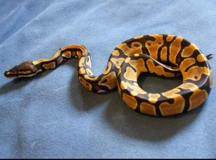 Pumpkin Snake